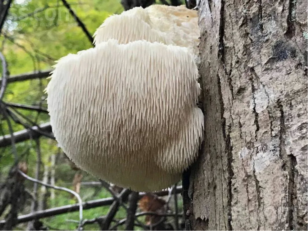 10 самых неземных грибов на Земле