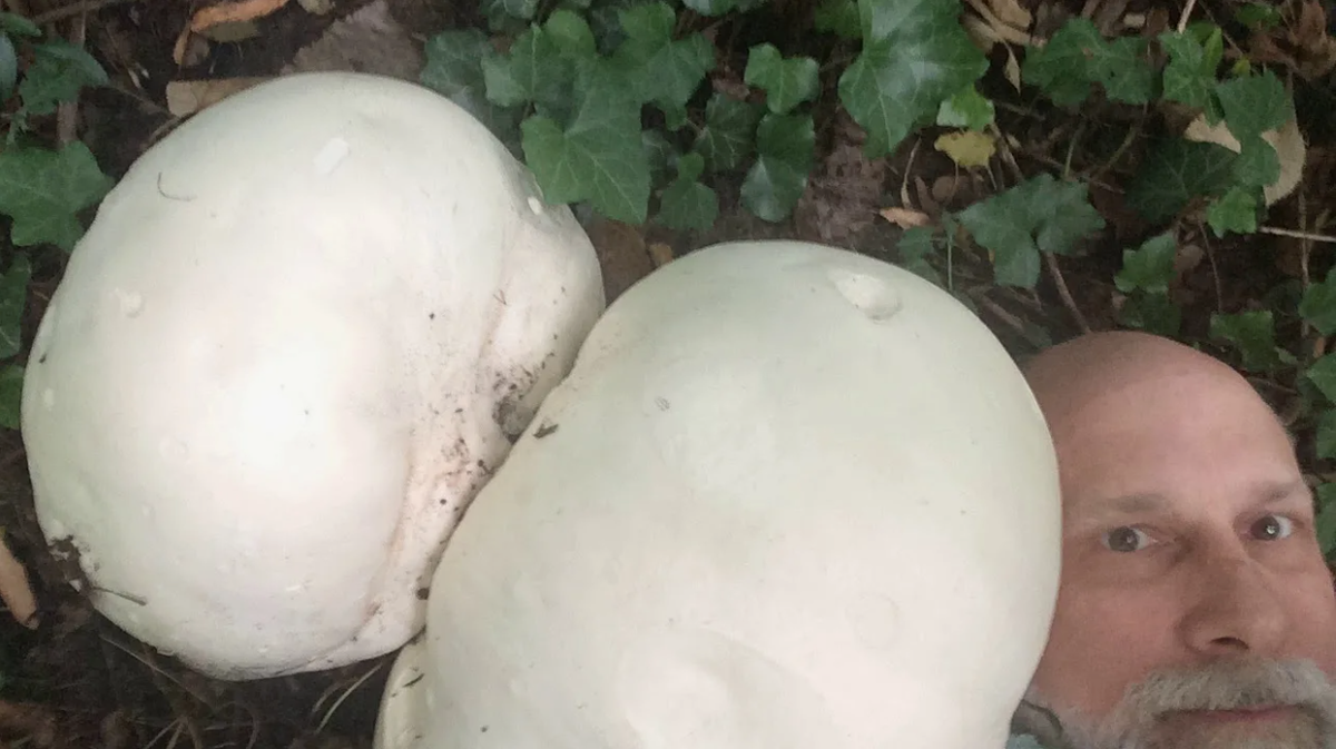 10 самых неземных грибов на Земле