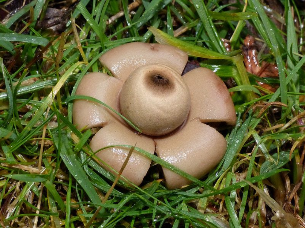 10 самых неземных грибов на Земле