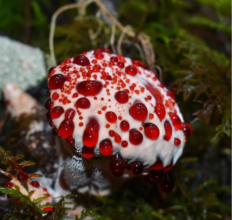 10 самых неземных грибов на Земле