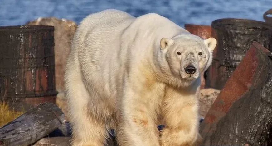 Диксон: от 5000 жителей до 300. Как самый северный порт выживает сегодня