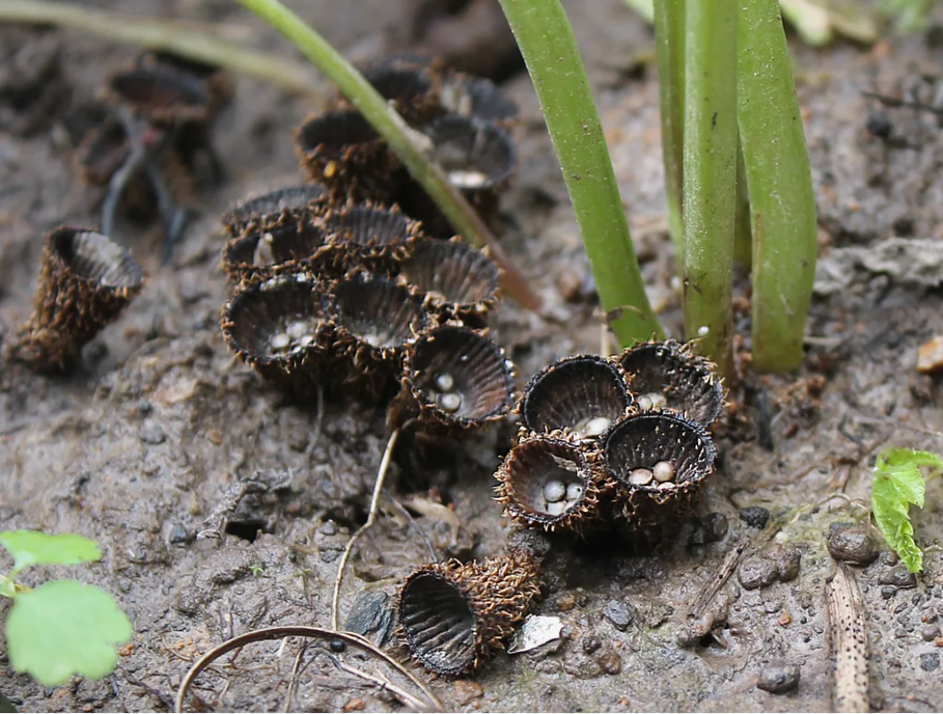 10 самых неземных грибов на Земле