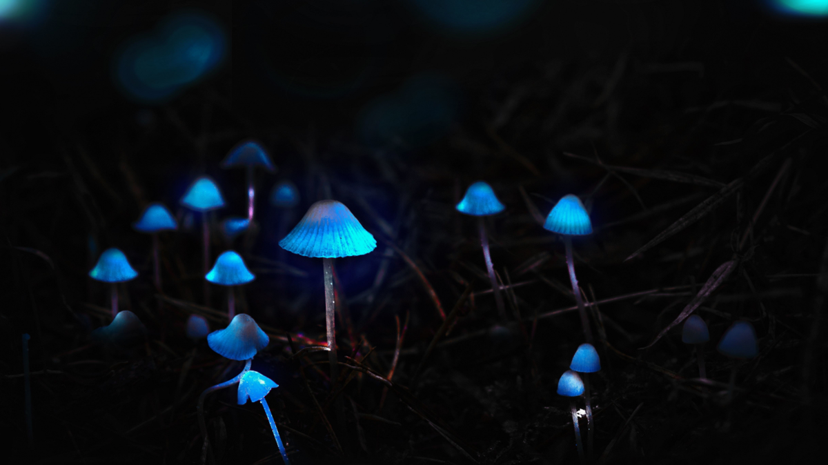 10 самых неземных грибов на Земле