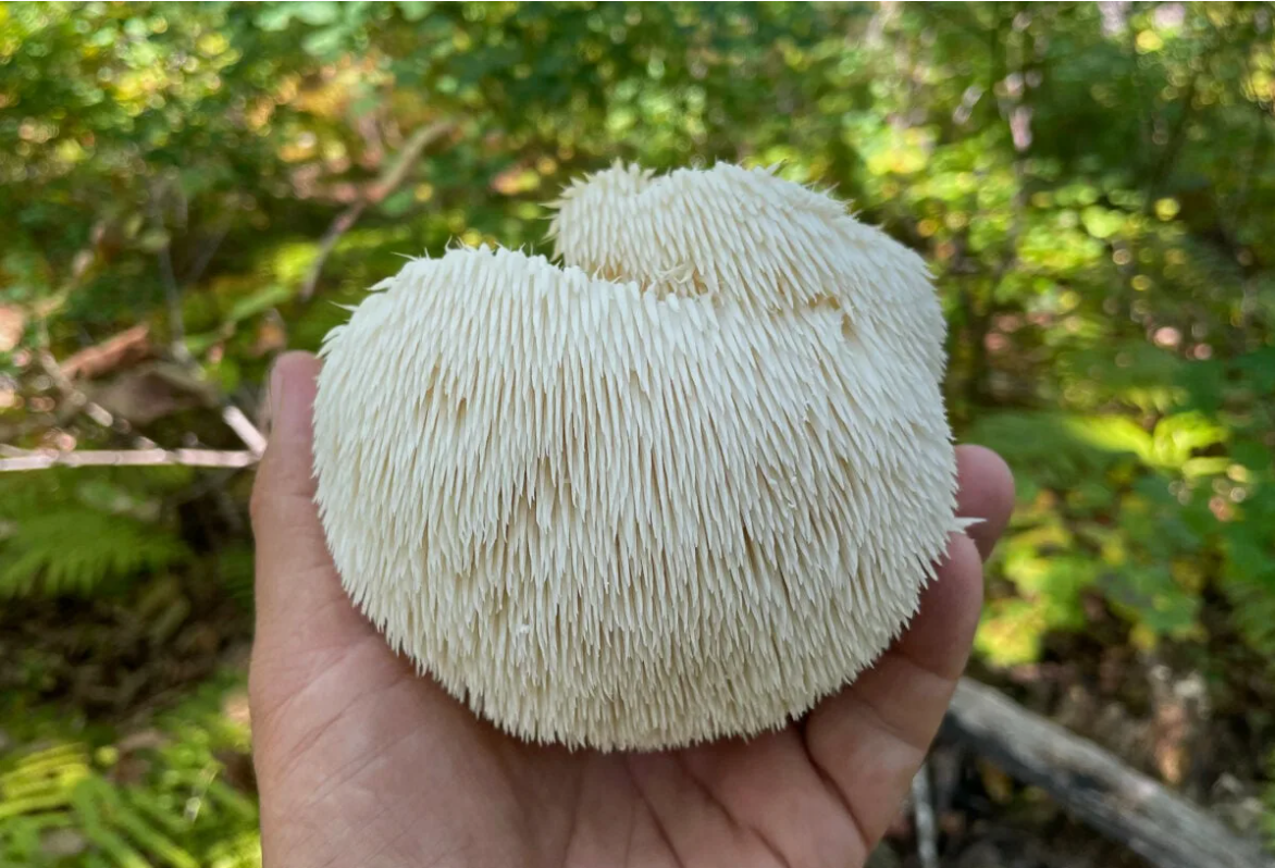 10 самых неземных грибов на Земле