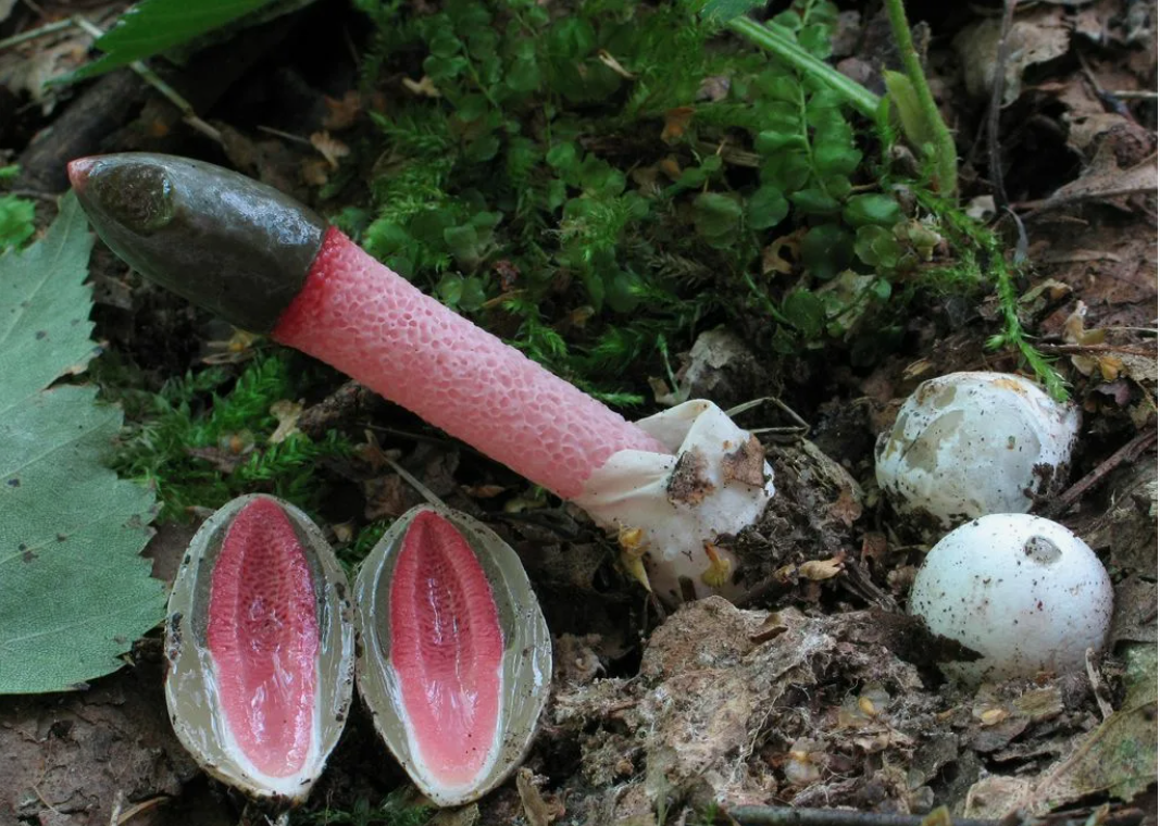 10 самых неземных грибов на Земле