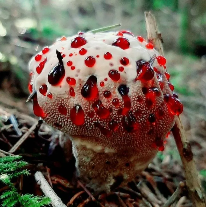10 самых неземных грибов на Земле