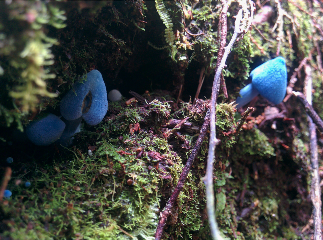 10 самых неземных грибов на Земле