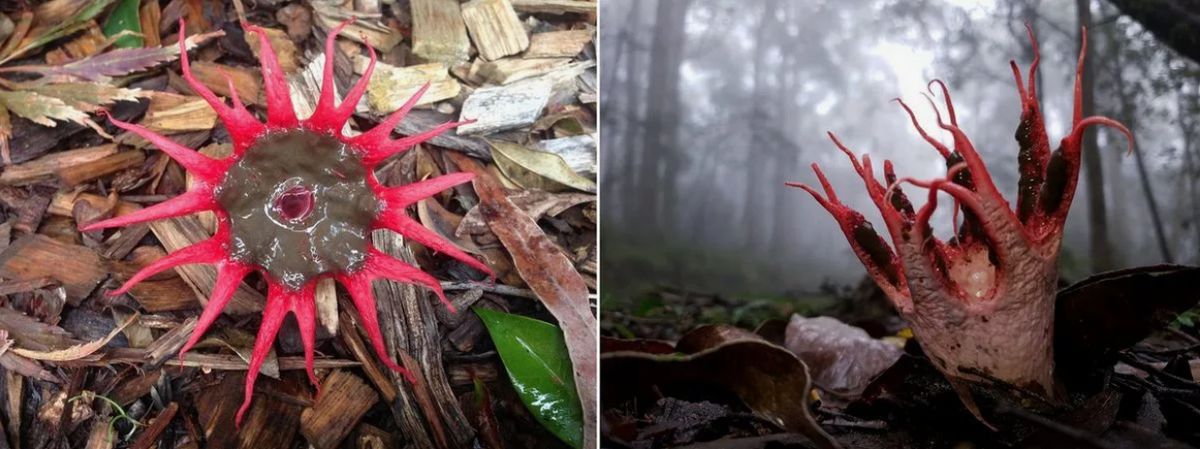 10 самых неземных грибов на Земле