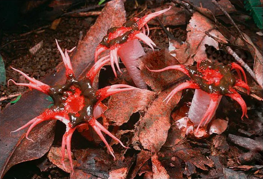 10 самых неземных грибов на Земле