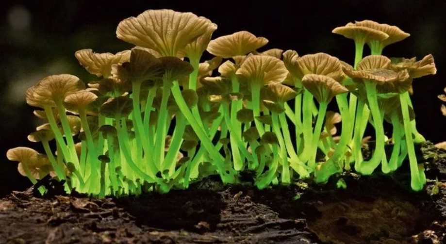 10 самых неземных грибов на Земле