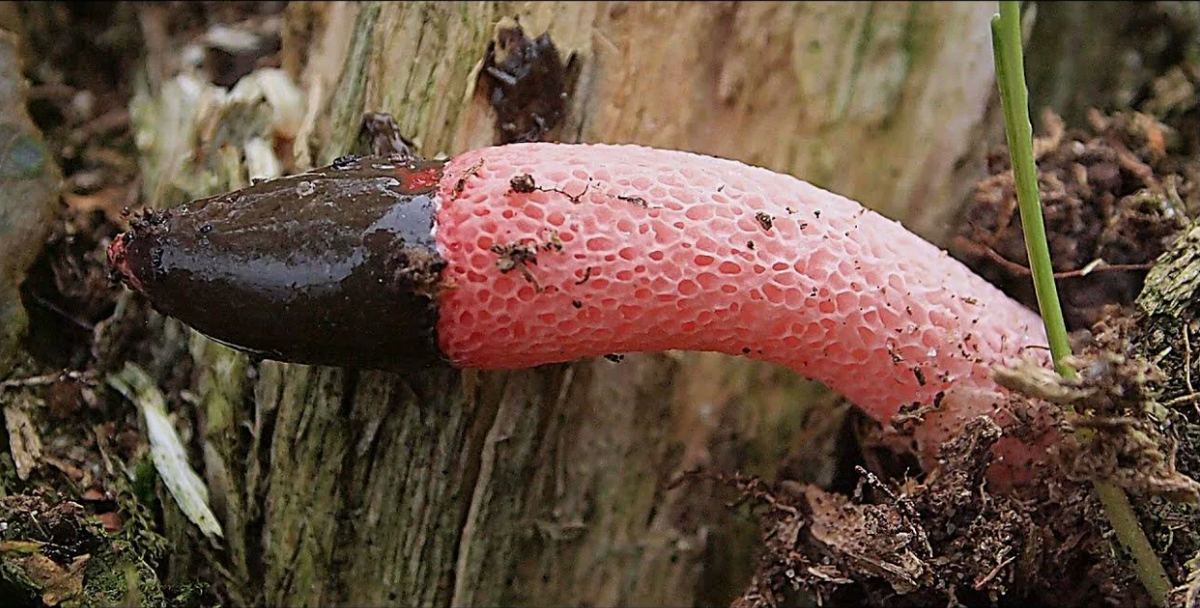 10 самых неземных грибов на Земле