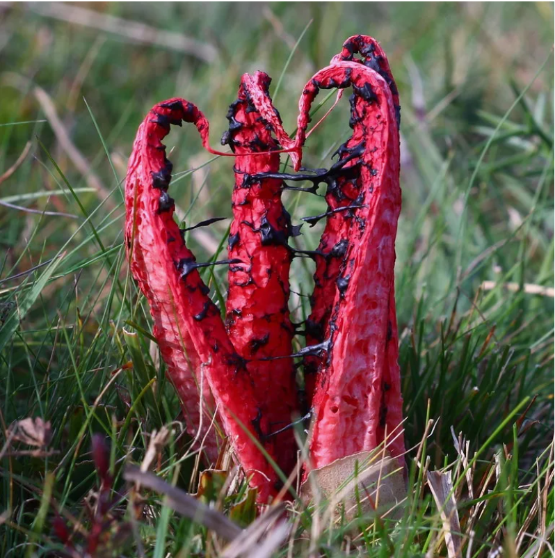 10 самых неземных грибов на Земле