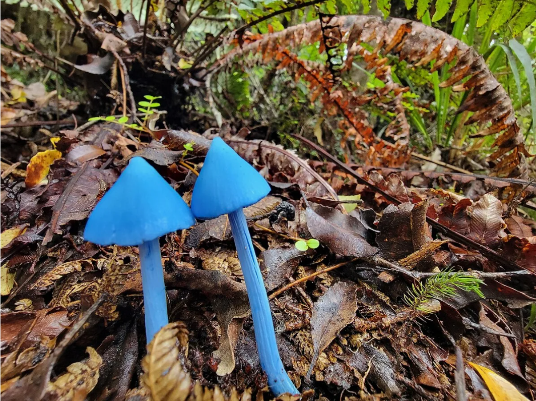 10 самых неземных грибов на Земле